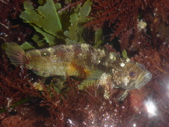 Paraclinus integripinnis