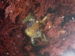 Paraclinus integripinnis