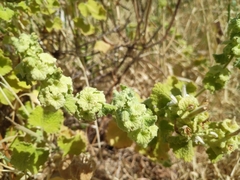 Marrubieae