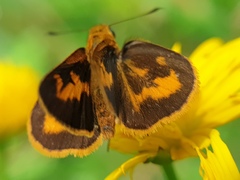 Oriens californica