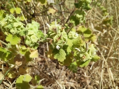 Marrubieae