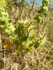 Marrubieae