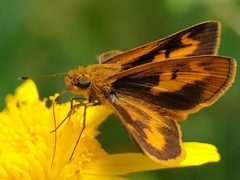 Oriens californica