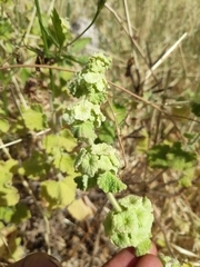 Marrubieae