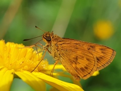 Oriens californica