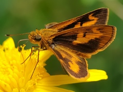 Oriens californica