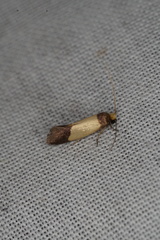 Eulechria heliophanes