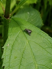 Platystoma