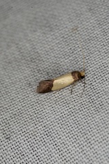 Eulechria heliophanes