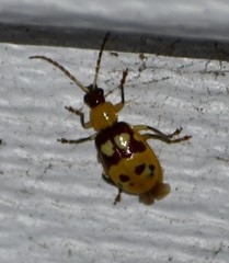 Paranapiacaba connexa