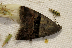 Ozarba chrysaspis