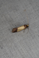 Eulechria heliophanes