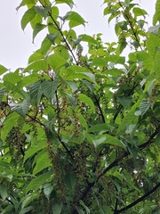 Acer davidii
