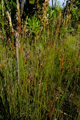 Hypodiscus argenteus