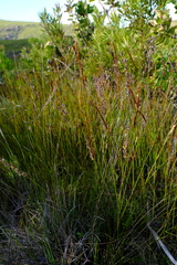 Hypodiscus argenteus