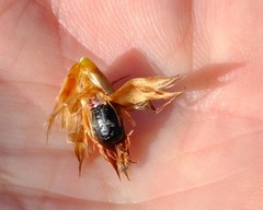 Hypodiscus argenteus