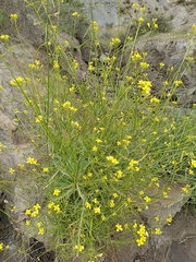 Diplotaxis harra lagascana