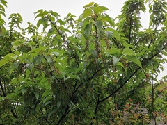 Acer davidii