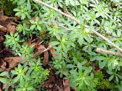 Galium echinocarpum