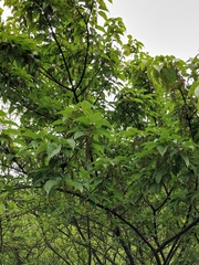 Acer davidii