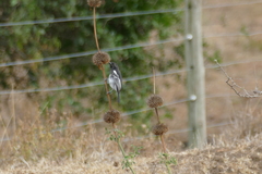 Melaniparus albiventris
