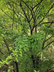 Acer davidii