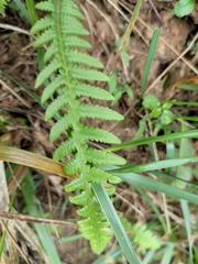 Phegopteris decursive-pinnata
