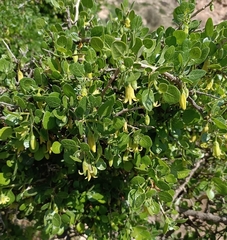 Withania frutescens