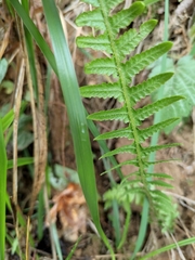Phegopteris decursive-pinnata