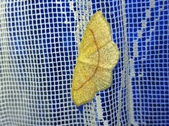 Cyclophora quercimontaria
