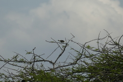Lybius leucocephalus