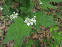 Rubus crataegifolius