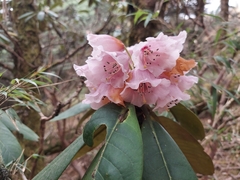 Rhododendron hodgsonii