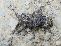 Pterolophia granulata