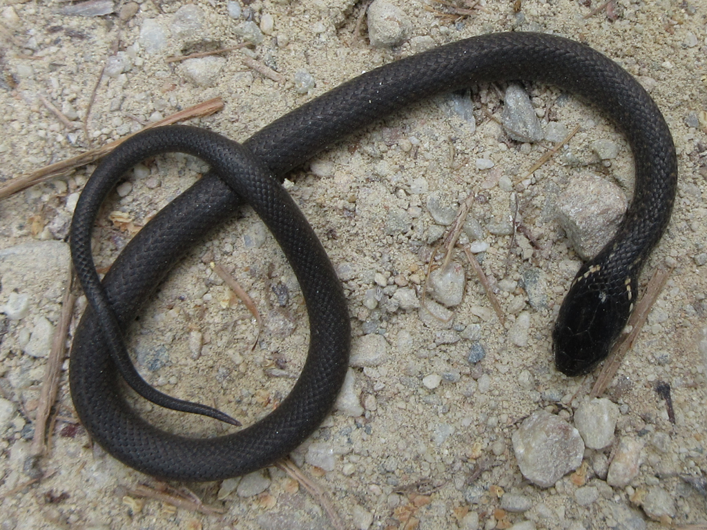 Japanese Keelback from 대한민국 충청남도 천안시 동남구 on May 13, 2022 by onidiras ...