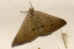 Isturgia penthearia