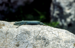 Podarcis pityusensis