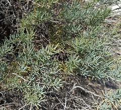 Salsola webbii