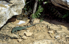 Podarcis pityusensis