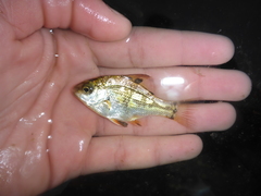 Dwarf Perch photo 5