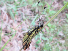 Libelloides sibiricus sibiricus