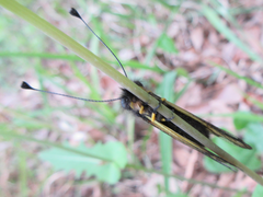 Libelloides sibiricus sibiricus