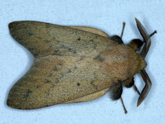 Entometa apicalis