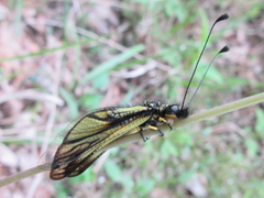 Libelloides sibiricus sibiricus