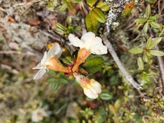 Rhododendron pendulum