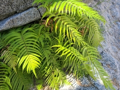 Pelazoneuron puberulum