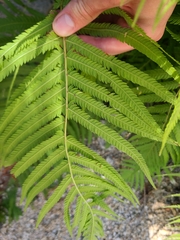 Pelazoneuron puberulum