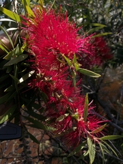 Melaleuca viminalis viminalis