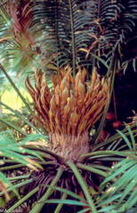 Cycas circinalis