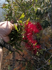 Melaleuca viminalis viminalis